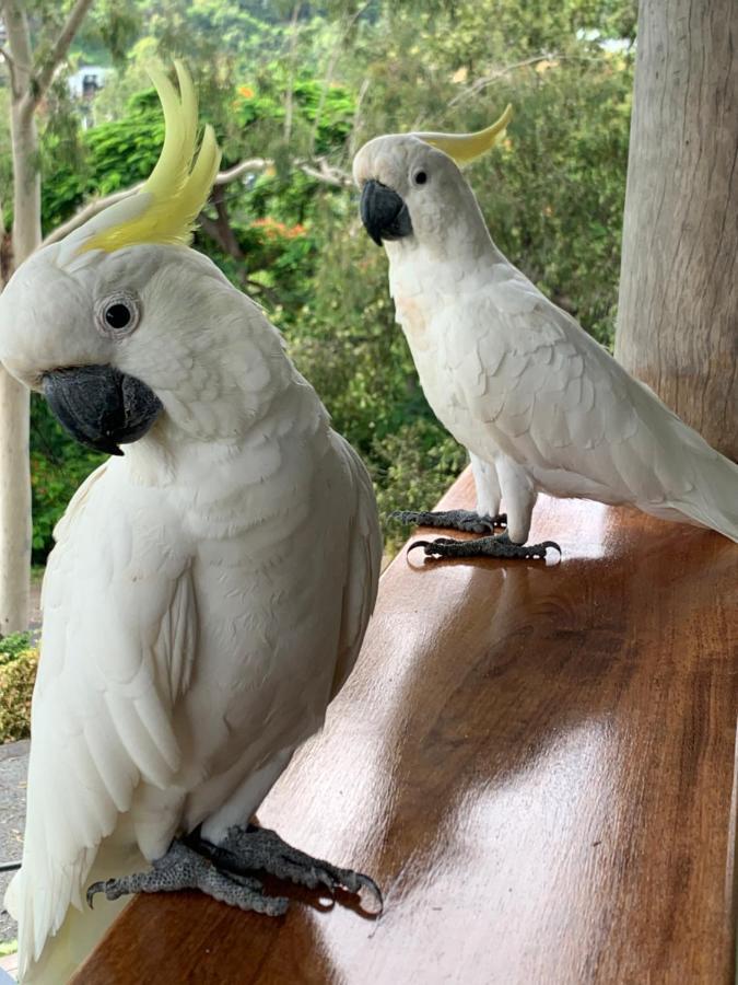 Airlie Guest House Airlie Beach Luaran gambar